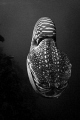 Nautilus 