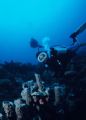 Family Dive! 
Girlfriend... Dad... Sponge...
Sponge?
LOL!
 