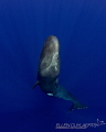 "Big blue & curvy"
Physeter macrocephalus or cachalot 