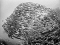 If the Kids are United ... Oxeye Scad - Selar boops. Sail Rock, Thailand-EM5-Panasonic 8mm-iso200-f5-1/160-SliverEfex 