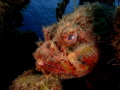 Scorpion Fish - James Bond Wreck Reef, Nassau, Bahamas.  Canon G12 with twin Inon Z240 Strobes; 6.1mm - No Crop.  colour adjusted in LR
 