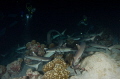 Probably the best night dive in the world ... 
