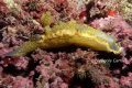 Nudibranchia Doris Géant 