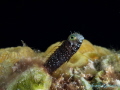 Hop to It ;  Full Frame No Crop, Olympus OMD E-M1 with Nauticam SMC and 60mm Lens 