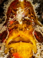 Old Man. Frogfish - Antennarius sp. Chaloklum, Thailand-EM5-Oly 60mm-1/250-f18-iso100-Inon D2000x2 