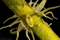 Sphaeroma on Zostera eelgrass leaf 