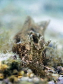 Pastel Princess. Sea Hare - Aplysia oculifera. Chaloklum, Thailand-EM5-Oly 60mm-1/500-f2.8-iso200 