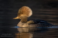 Female Hooded Merganser in late afternoon light. 