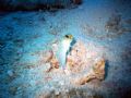This is a close up of a yellow headed Jawfish that was cleaning during a shark feed in the Bahamas 