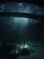 Belize's newest wreck, we found a small cargo carrying boat wrecked on the reef today. This was taken inside the hold. 