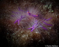 Hairy squat lobster Manado 