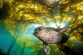 Out Of The Light. This harbor seal bursts from the kelp canopy in a burst of sunlight.  Taken with a Canon T41 and 10-22mm zoom in Ikelite housing with dual DS51 strobes. 