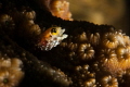 Drunk Secretary Blenny Telling A Joke: "And thheen I said..." 