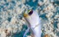 Jawfish portrait. T&C 