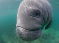 'Connection'
A manatee approaches in Crystal River, Florida. 
