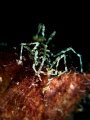 "My 'fear' is my substance, and probably the best part of me." Franz Kafka. Sea Spider - Anoplodactylus sp. Chaloklum, Thailand-EM5-Oly 60mm-1/250-f8-iso100-UCL165-H2oToolsx2 -Inon D2000x2 