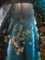 Bat fish under pier near Candidasa in Bali 