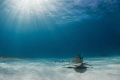 Lemon Rays
A lemon shark glides through the sun rays off the coast of Grand Bahama. 