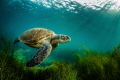 San Diego has a very small, roughly 60, population of Eastern Pacific green turtles, also known as Black turtles. There reason for calling San Diego home is a bit of a mystery but many believe they are escapees from a cannery for turtle meat that use 