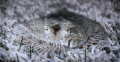 "Frozen, So You Won't See Me" part of my Underwater Surrealism series. Flounders barely move and are "frozen" in hopes predators will not see them 