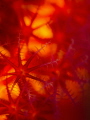 Corals 
