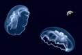"Moon Dance" Part of my Underwater Surrealism series. Moon Jellyfish dancing in the night sky. 