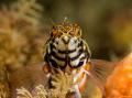 Lantern Bass at the Blue Heron Bridge   Serranus baldwini 