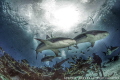 Best way to get good shark photos is to get the middle of the action! 