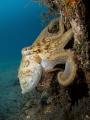 Octopus on a pillar 