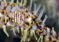 Ornate Ghostpipefish, Anemone Reef. It looks like that he has some kind of transparent gill plate 