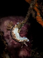 Long Weekend! Nudibranch - Chromodoris mandapamensis. Samran, Thailand-EM5-Oly 60mm-1/250-f18-iso100-Inon D2000x2 
