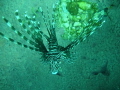 Here's a lionfish trying to hide in Neptune's cup 