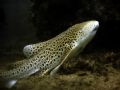 Leopard shark, off on a hunt at Phi Phi Island! 