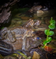 Love Cave, I stuck my camera into a hollowed out stump for this image. The big Leopard frog is a year-round resident, but the others are toads (Chorus Frogs) from the woods. I'm not judging, but my understanding is that they cannot mate :-) 