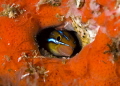 Fangtooth blenny, Koh Haa 