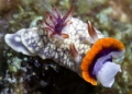 Nudibranch, Koh Haa 