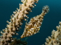 small filefish from "under the Bridge" 