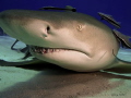 "Up Close and Personal"
The Lemon Shark at the cleaning station allows me to lay on the sand with her whilst the remoras go to work... 