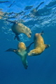 Perfectly poised trio.  California sea lions frolic in the blue water at the Channel Islands.  Shot with Canon 10-22mm zoom in Ikelite Housing using dual DS51 strobes. 