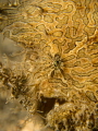 Hairy face 