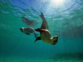 One more pictures of these very playful Australian sea lions 