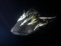 Whale Shark in the night
Huvadhoo Atholl
Nikon D800E , no strbo 