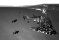 "Electric Reflections of A Hammer" - This Over/Under was taken off the back the boat as I was hanging off the ladder while a Great Hammerhead was swimming close to the boat at the surface of the water. 