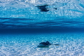 "Not A Swimming Pool"
Sandbar stingray glides under rippling sunlit water. 