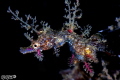 lovely female of Pygmy Pipe-horse fish (105 micro +10 subsee) 