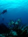 Atlantic spadefish on a patch reef in The South Water Cay Marine Reserve, southern Belize. 