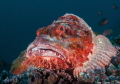 Portrait of the elderly, but pleasant lady
Malpelo Island, Colombia 