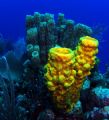I liked the contrast of colours, yellow and grey tube sponges with a blue background. Taken at Carrie Bow Cay in The South Water Marine Reserve, outhern Belize. 