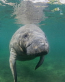 A Midday Swim
A manatee hovers near the surface in the midday sun in Crystal River, Florida. 