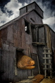 "Goldentail Gold Mill" part of my Underwater Surrealism series 